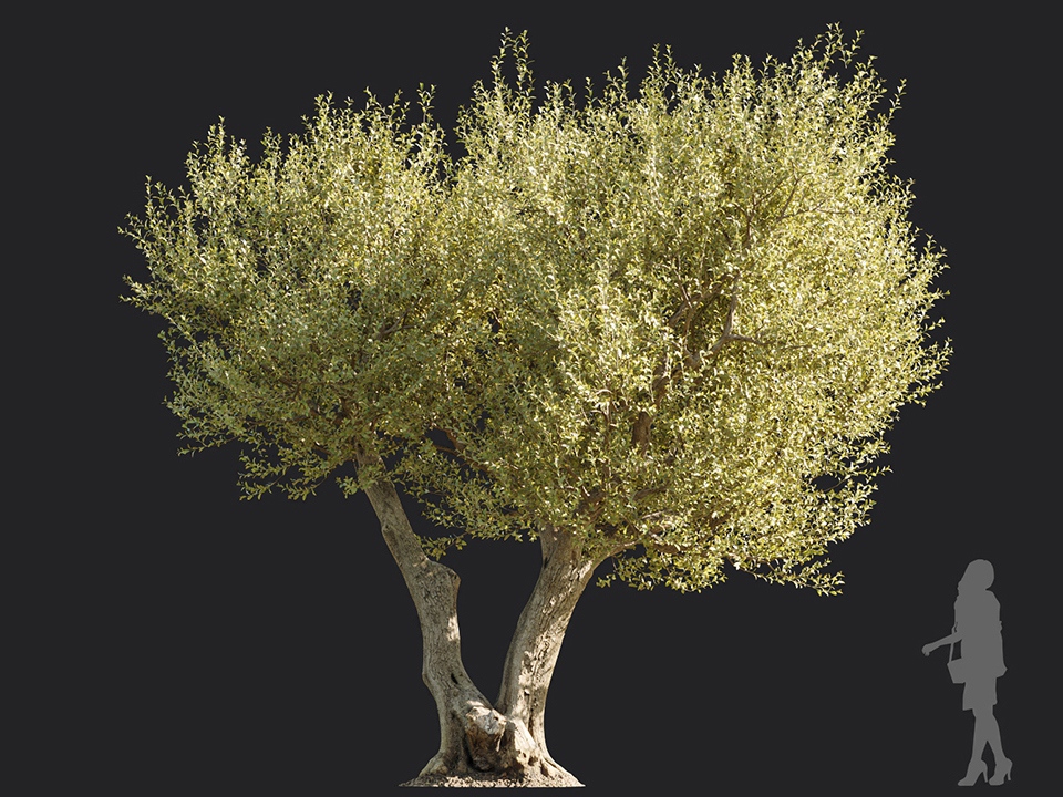 Maxtree - Plant Models Vol.113
