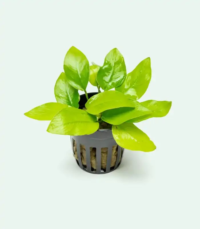 Anubias nana 'Gold'