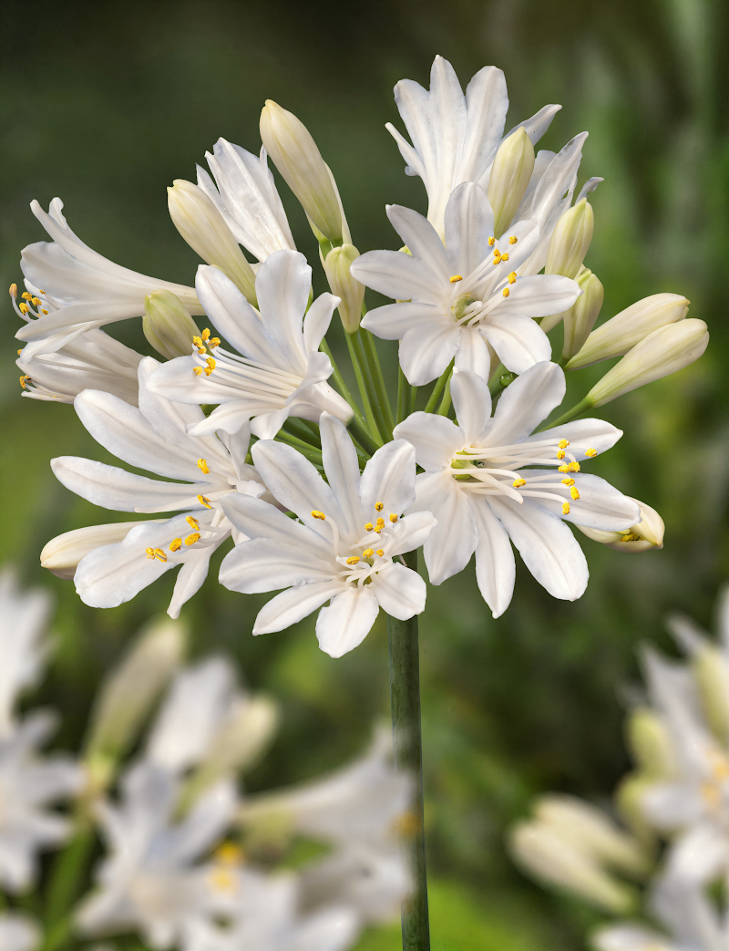 Agapanthus praecox 'New White' in piena fioritura con steli eretti