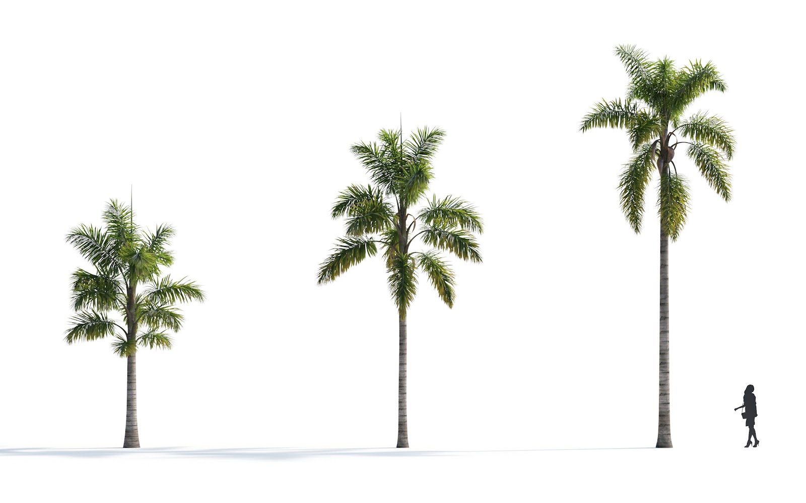 Maxtree - Plant Models Vol.7