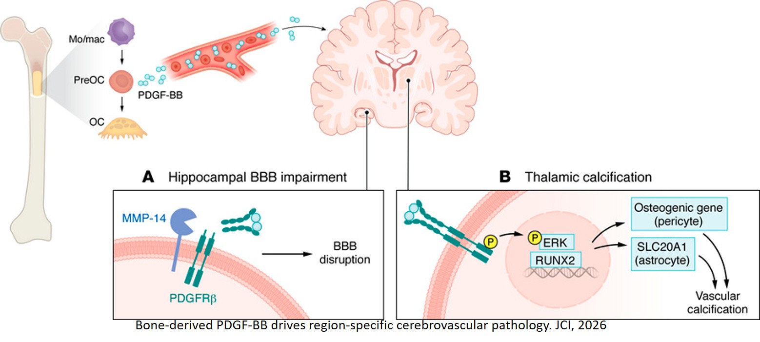 Bone aging effect on neurovascular dysfunction and neurodegeneration