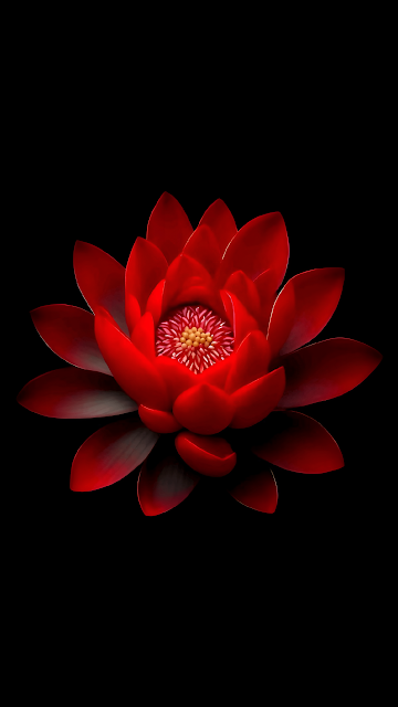 Vibrant Red Lotus Flower Against Deep Black Background - Free mobile Wallpaper