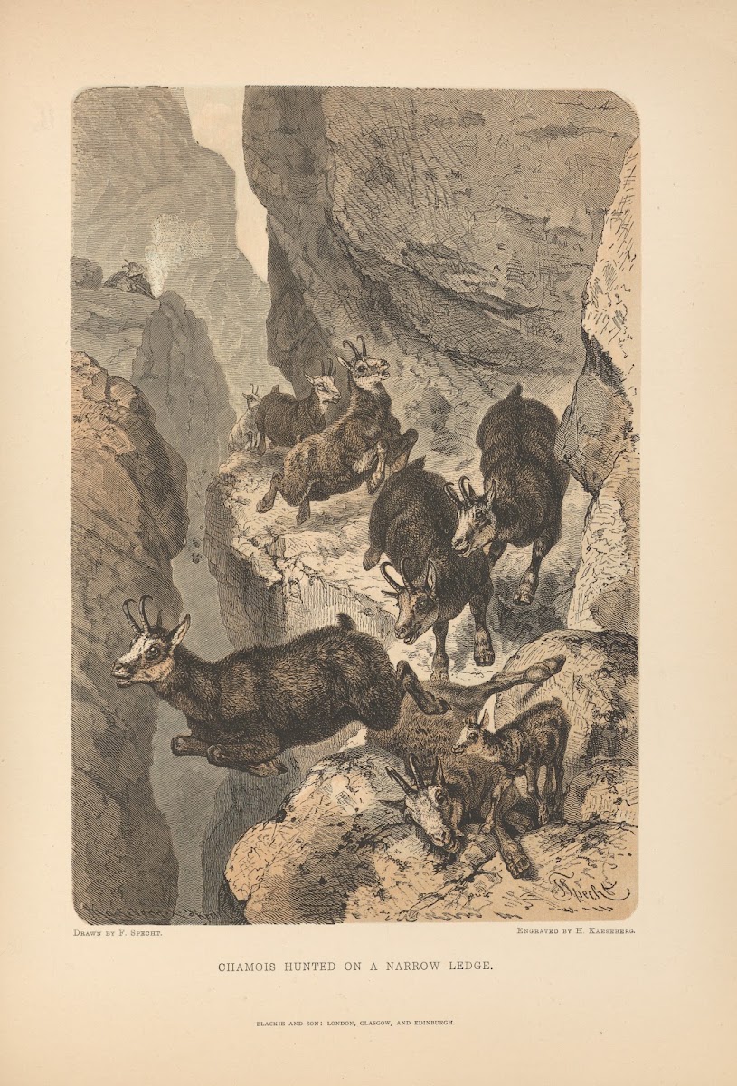 F Specht  Chamois Hunted on a Narrow Ledge 1881