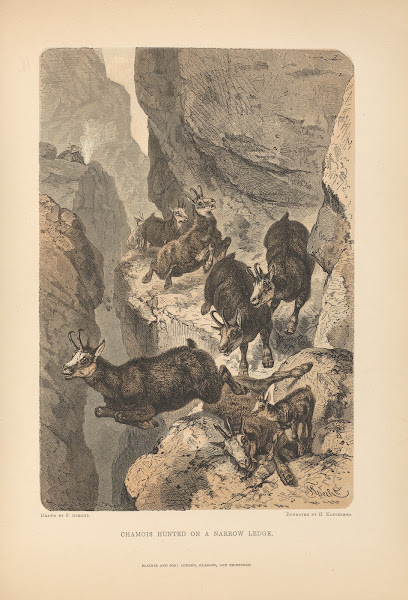 F Specht  Chamois Hunted on a Narrow Ledge 1881