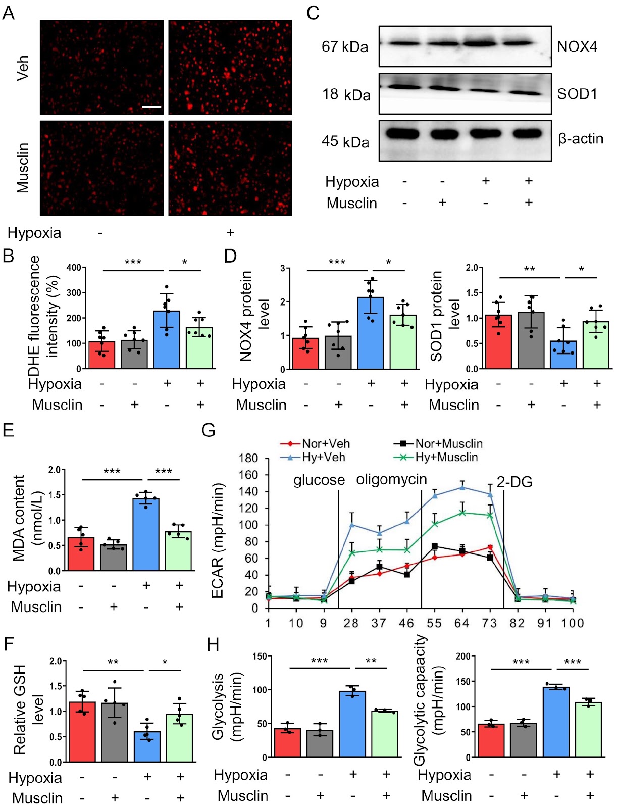 Skeletal muscle-derived musclin attenuates glycolysis, oxidative stress, and pulmonary hypertension through the NPR3/AKT/mTORC1 pathway