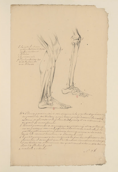 Cahiers dAnatomie Pl29 18th Century