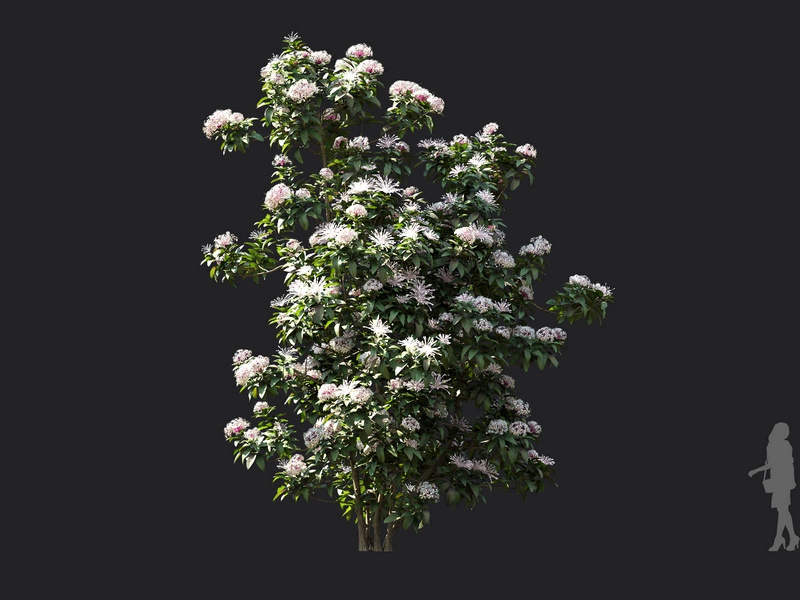 Maxtree - Plant Models Vol.119
