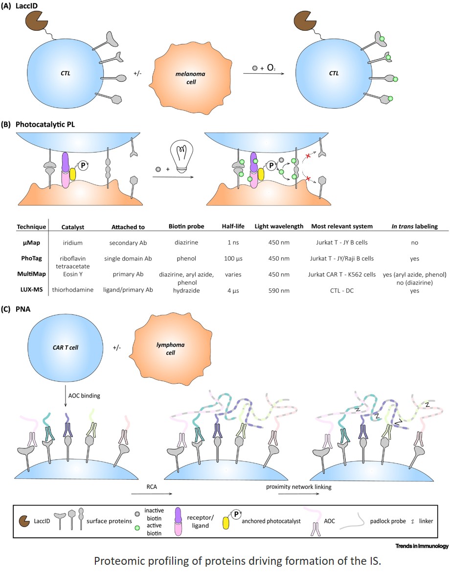 Decoding the immune–tumor synapse for data-driven design of next-generation immunotherapies