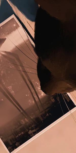 Photography, Cat, Vintage Camera, Prints 4K Wallpaper Background