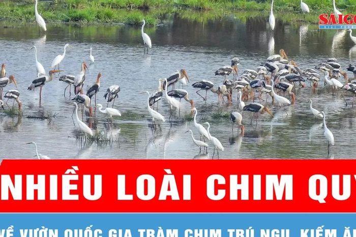 Nhiều loài chim quý về Vườn quốc gia Tràm Chim trú ngụ, kiếm ăn - Báo Sài Gòn Giải Phóng