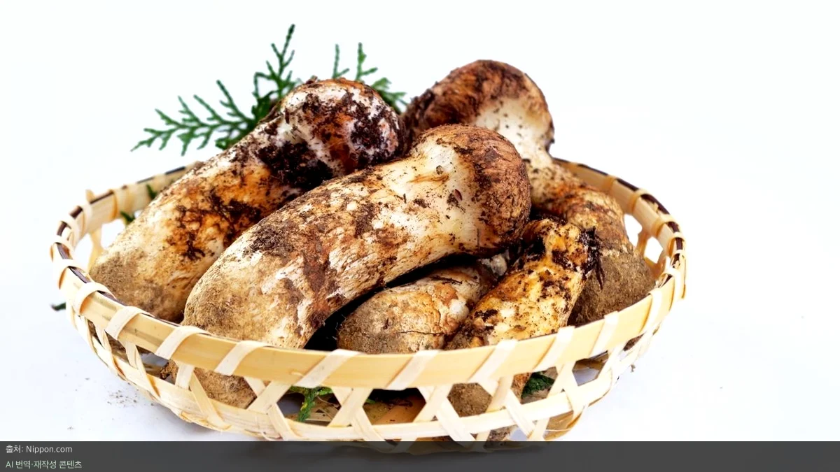 일본 송로버섯 맛나재 - 100g에 100만 원? 일본 가을의 보물 맛나재