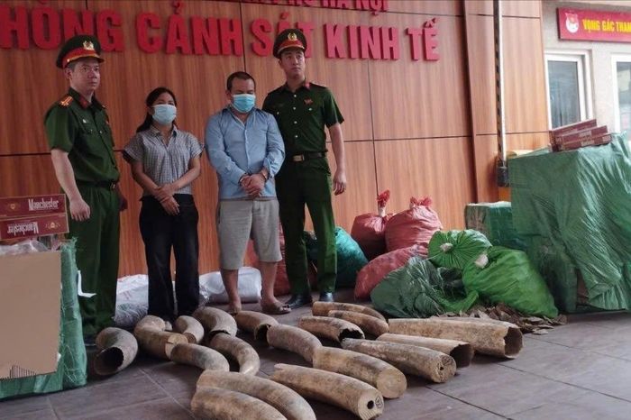Triệt phá đường dây buôn lậu ngà voi và thuốc lá ngoại - Đài Phát thanh và truyền hình Hà Nội