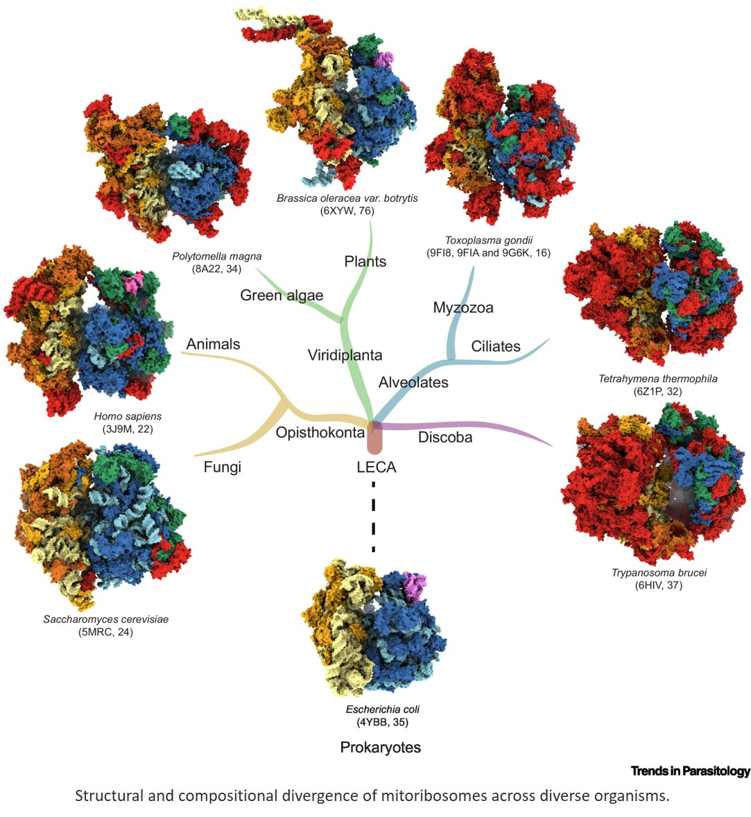 Myzozoan mitoribosomes!