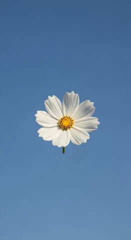 Minimalist White Flower Blue Sky