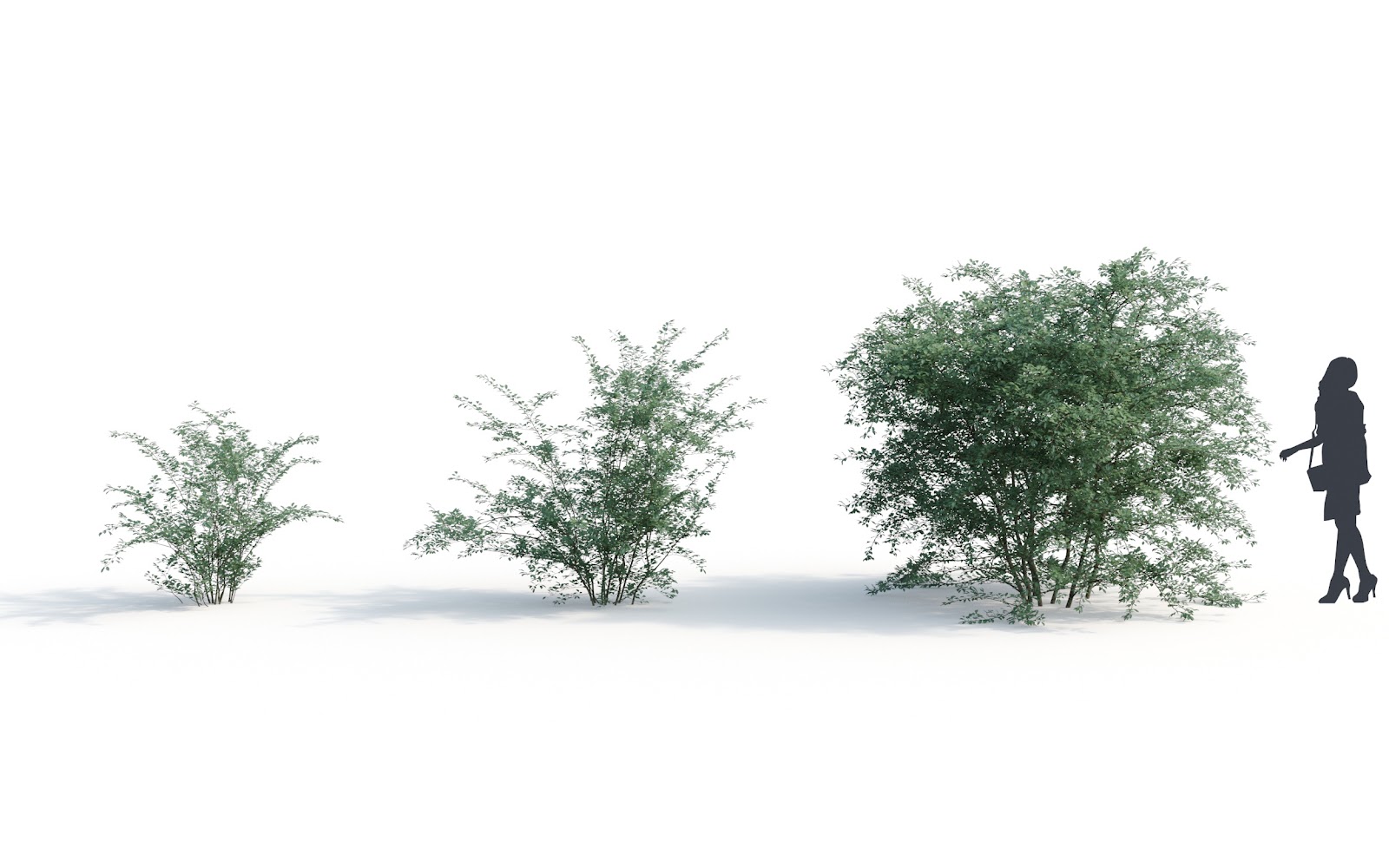 Maxtree - Plant Models Vol.6