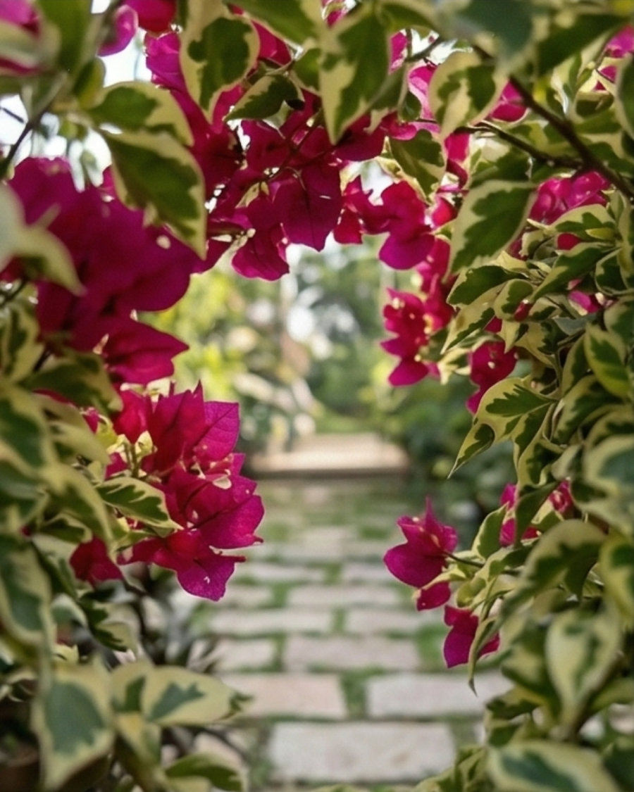 Imported Royal Dauphine Bougainvillea Plant — view 5