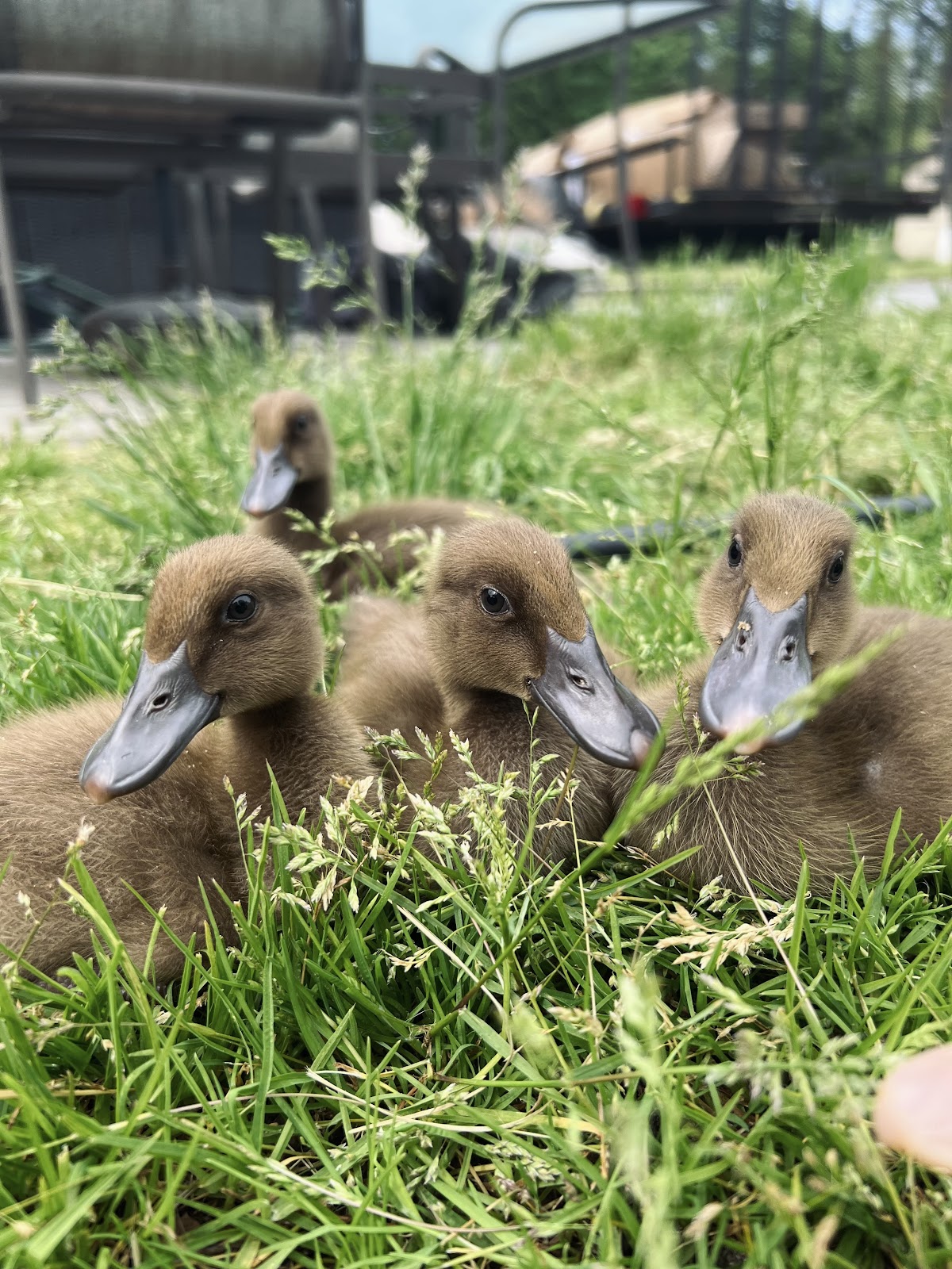 Khaki Campbell Duckling