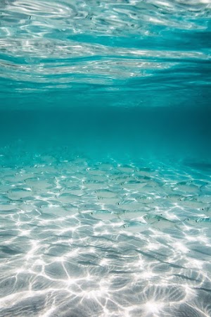 Underwater Picture