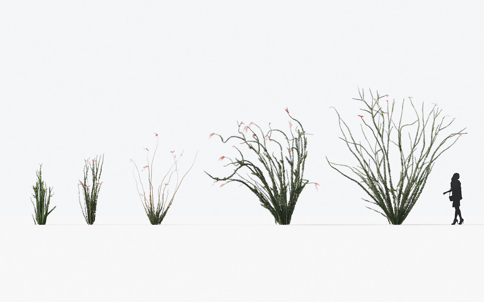Maxtree - Plant Models Vol.17