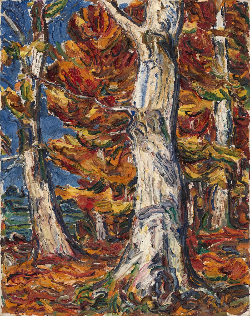 White Beeches in Fall 1910