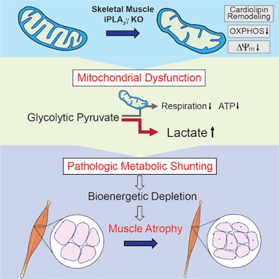 Evaluating the Role of Mitochondrial Dysfunction in Muscle Cell Differentiation in an iPSC-derived Skeletal Muscle Model of Barth Syndrome