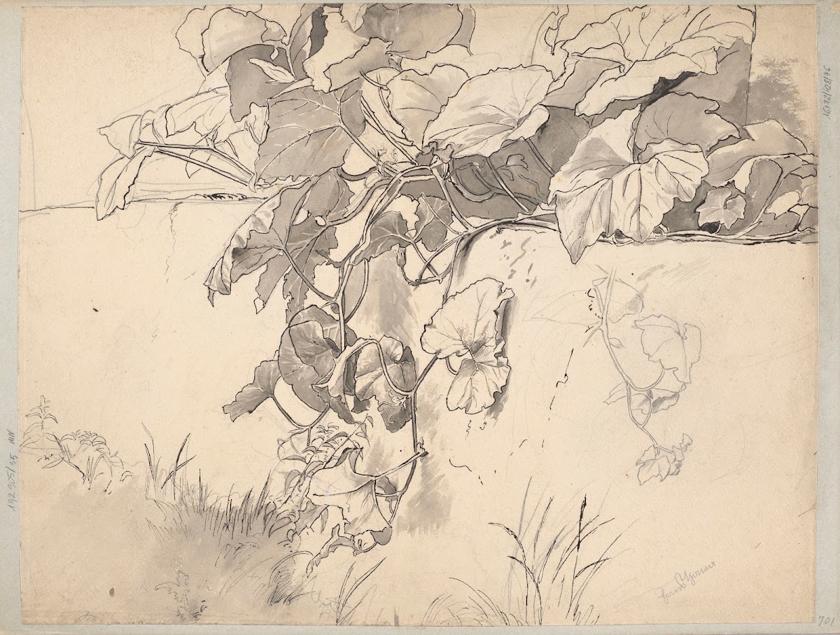 Study of Ivy 1870