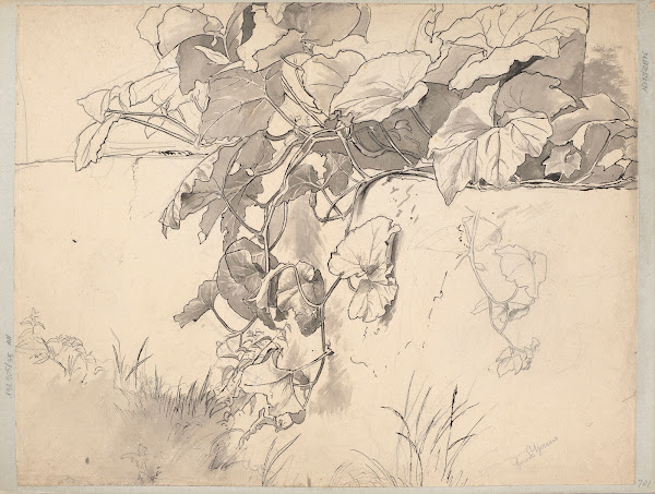 Study of Ivy 1870