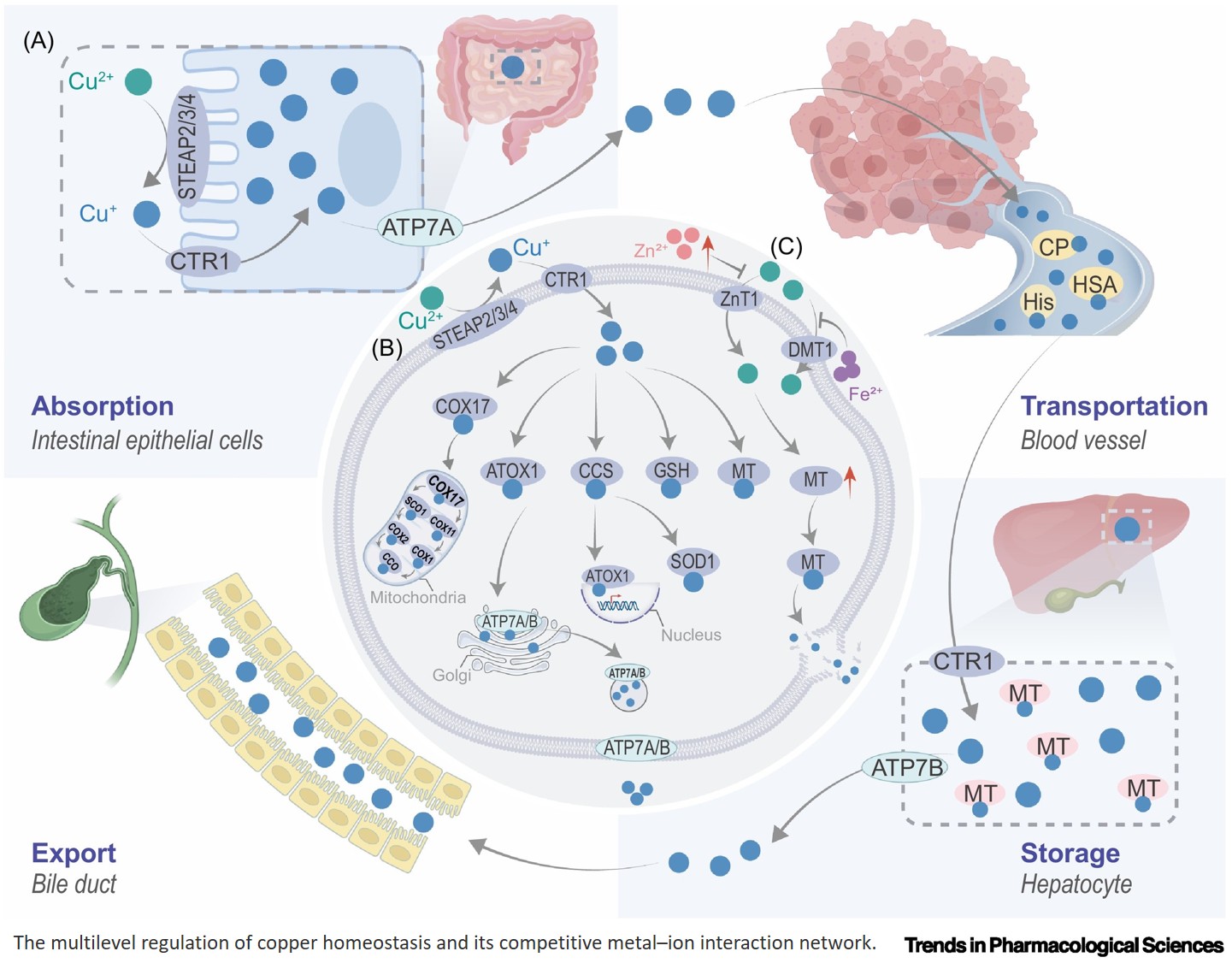 Cuproptosis in cancer: emerging mechanism and therapeutic opportunities