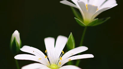 White Flowers 5K iPhone Wallpaper Background