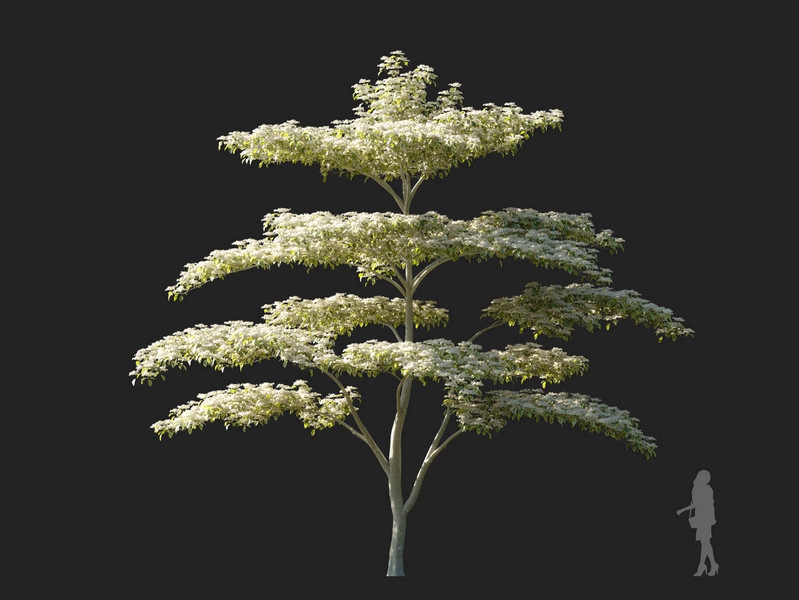 Maxtree - Plant Models Vol.114