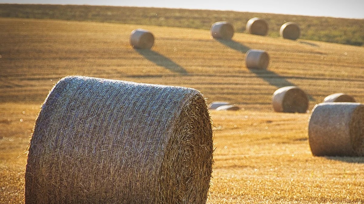 미국 배당주 투자 시 꼭 알아야 할 배당성장률과 배당수익률 차이