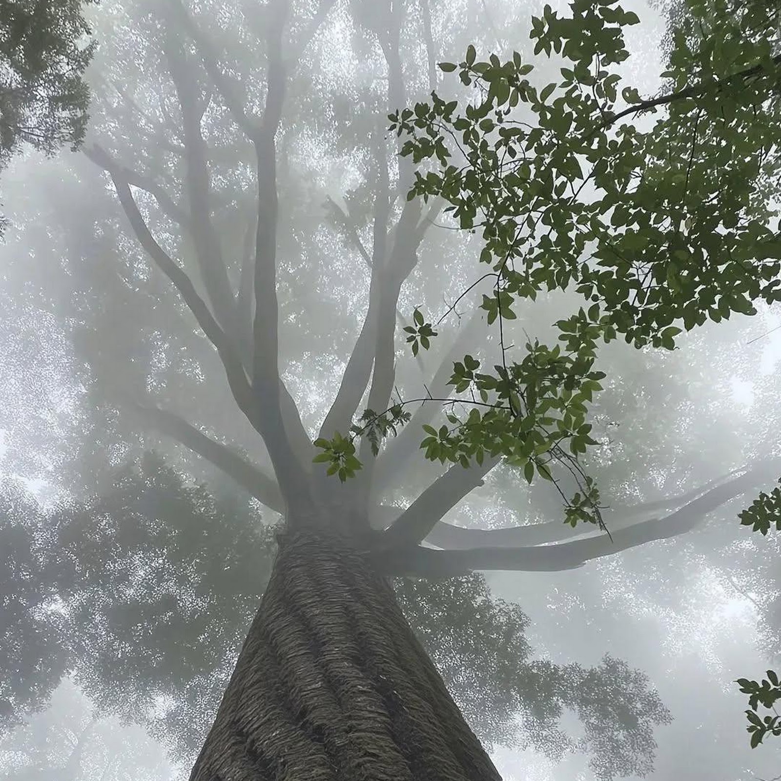 Download Tall Giant Tree In Fog Full HD iPhone