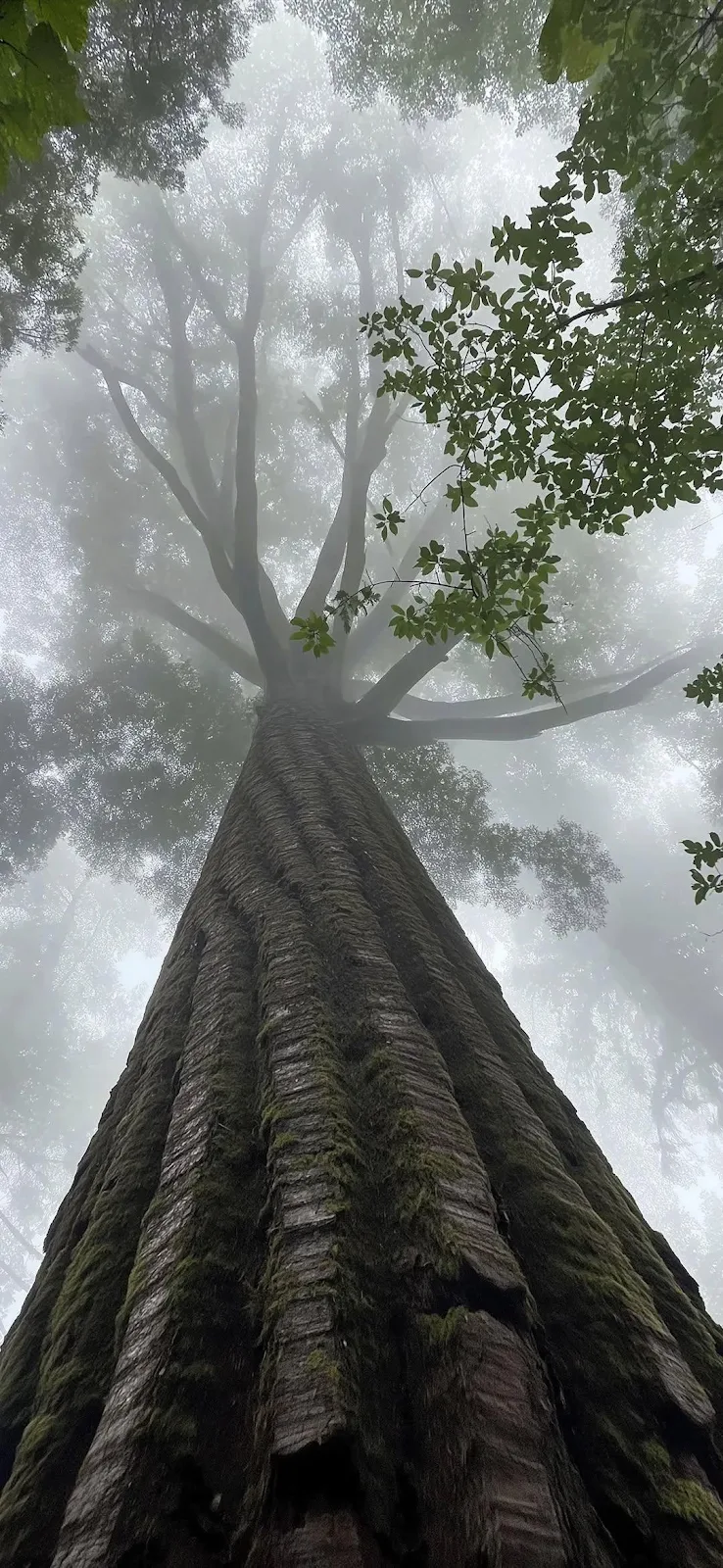 Tall Giant Tree In Fog - Nature Photography Full HD iPhone Wallpaper (1080x2340)