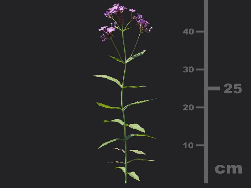 Maxtree - Plant Models Vol.116
