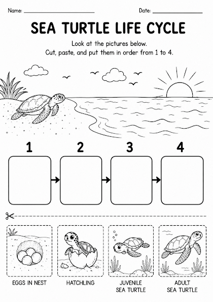 Sea Turtle Life Cycle Worksheet