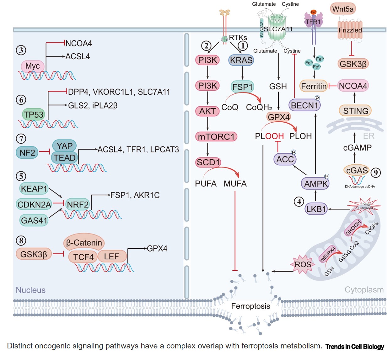 Ferroptosis as an approach to leverage cancer metabolism