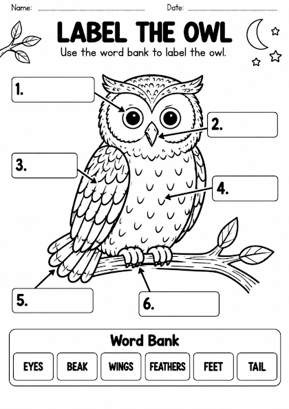 Owl Body Parts Labeling Worksheet