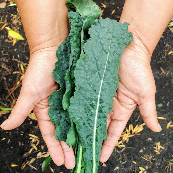 Comprar Kale liso toscana orgánico