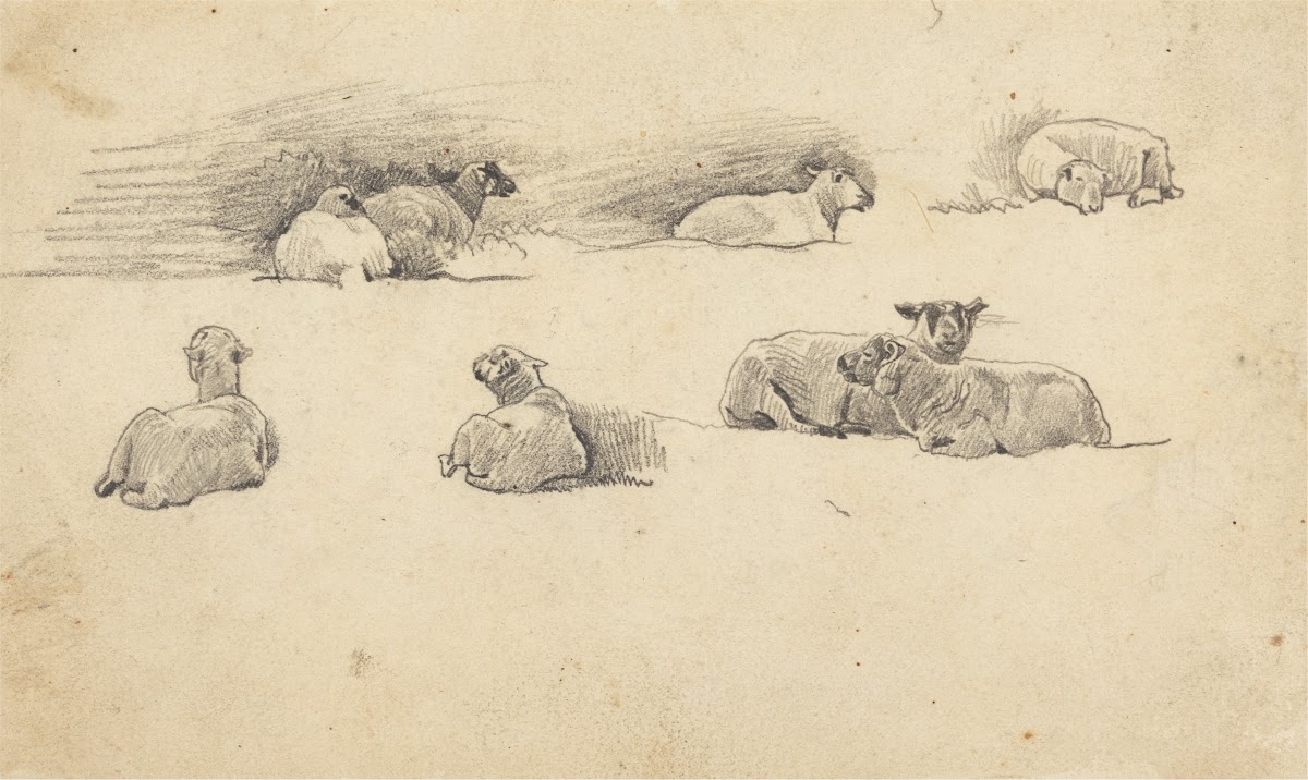 Study of Sheep