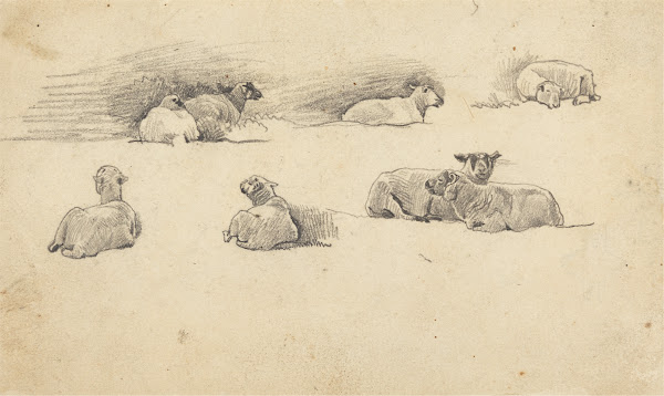 Study of Sheep