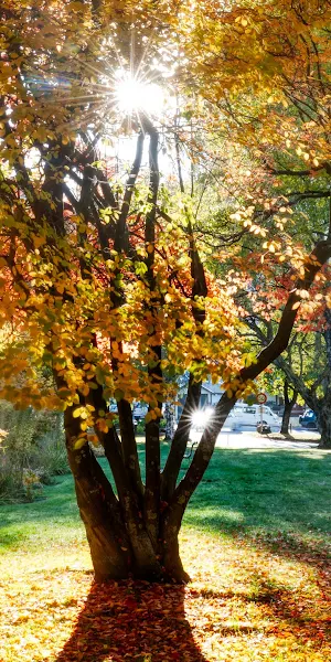 Landscape, New Zealand, Nature, Trees 4K Wallpaper Background