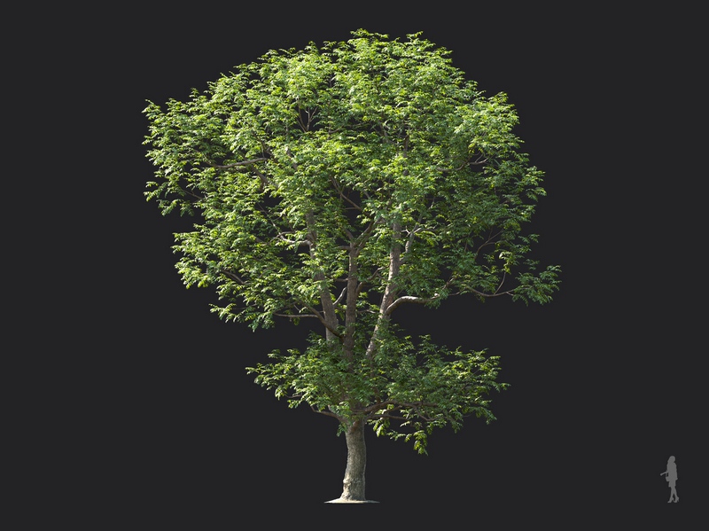 Maxtree - Plant Models Vol.124
