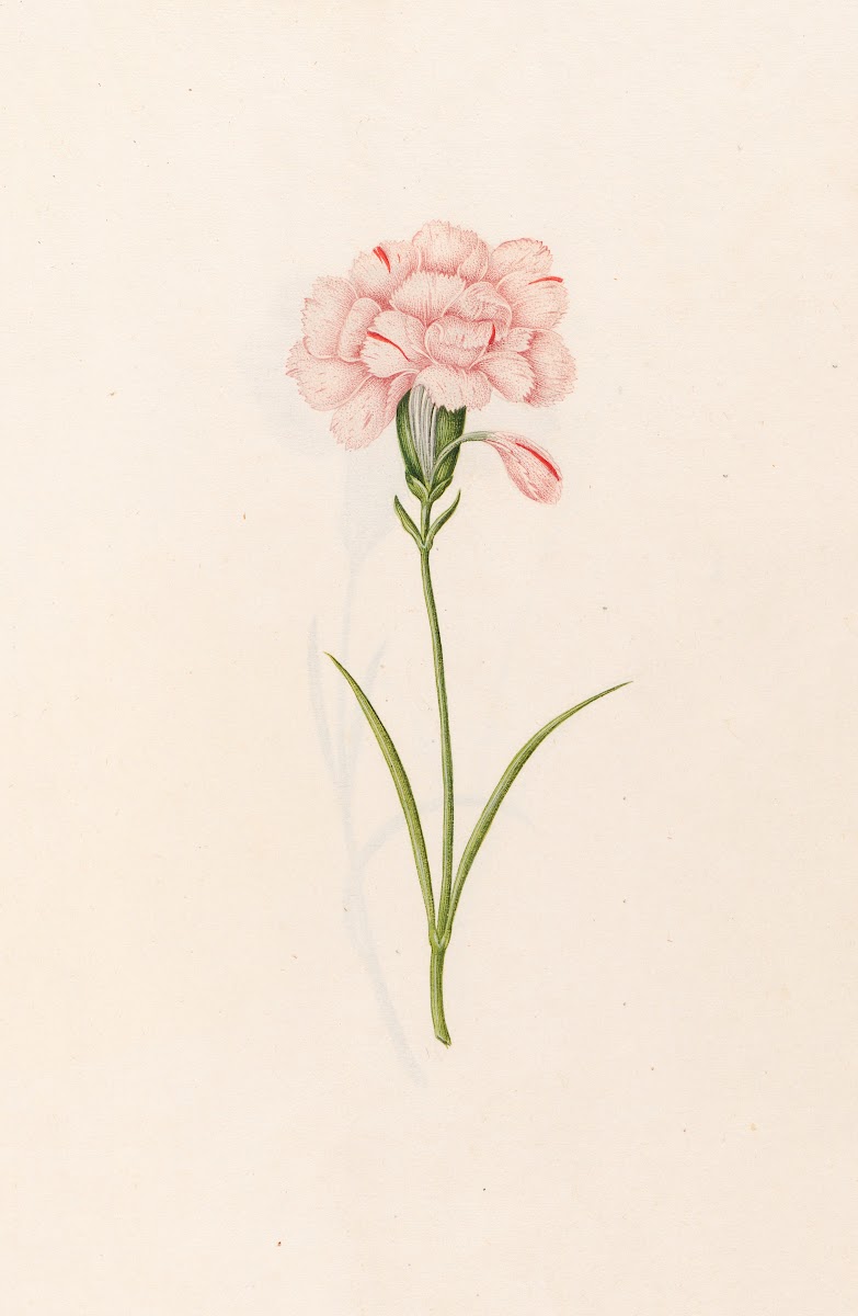 Carnation 1692