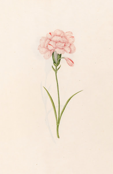 Carnation 1692