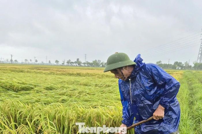 Hàng nghìn ha lúa ở Hà Tĩnh đổ rạp sau dông lốc kèm mưa đá - Báo Tiền Phong