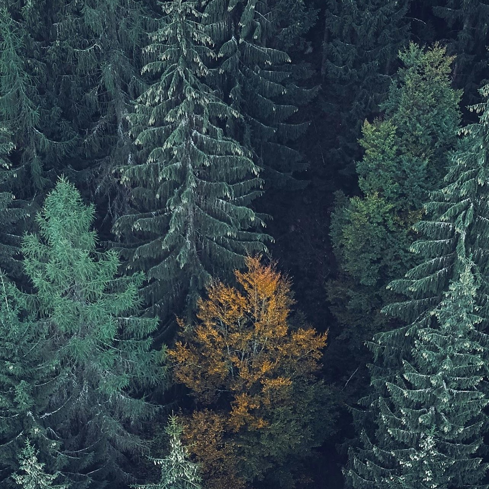 Download Golden Tree in Evergreen Forest Full HD iPhone