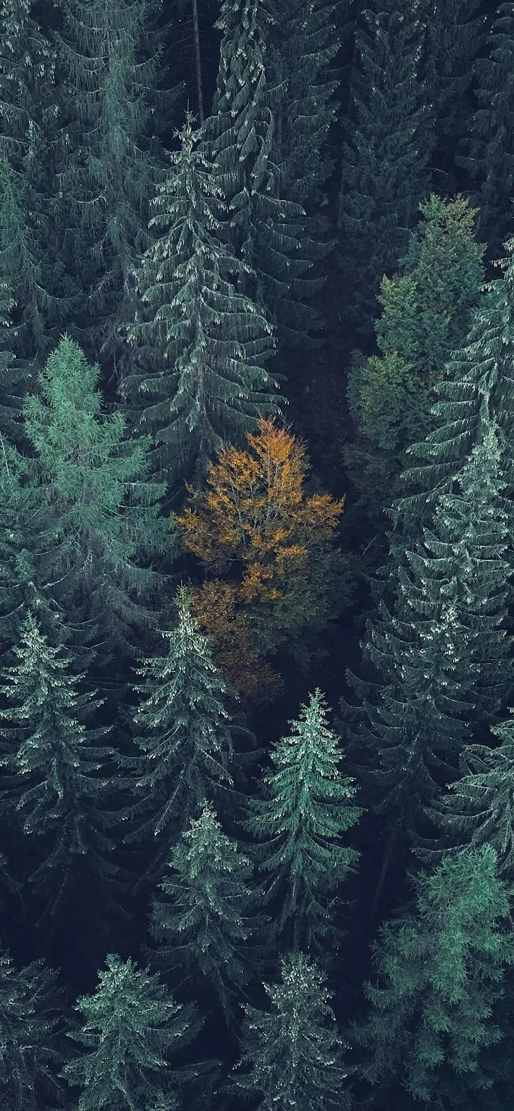 Golden Tree in Evergreen Forest - Aerial Nature Photography Full HD iPhone Wallpaper (1284x2778)