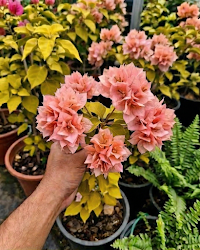 Imported Golden Salmon Double Petal Bougainvillea Plant