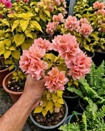 Imported Golden Salmon Double Petal Bougainvillea Plant
