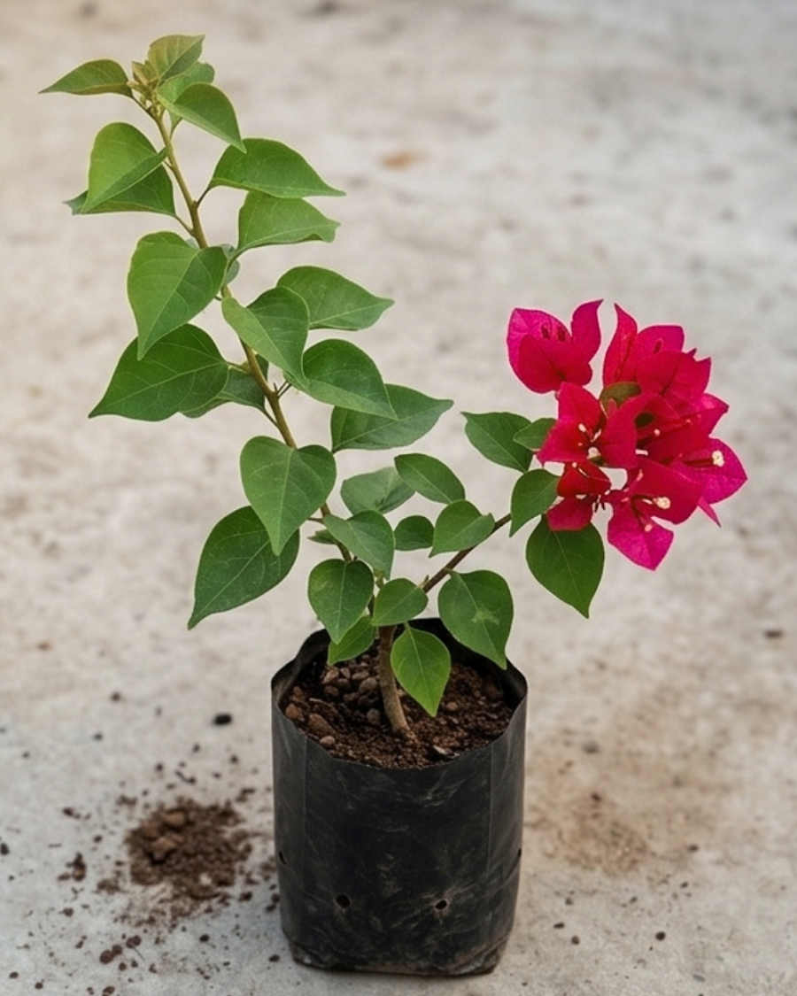 Imported Brezza Red Bougainvillea Plant — view 3